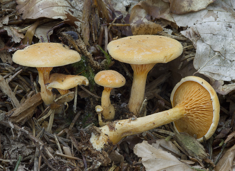 Hygrophoropsis aurantiaca